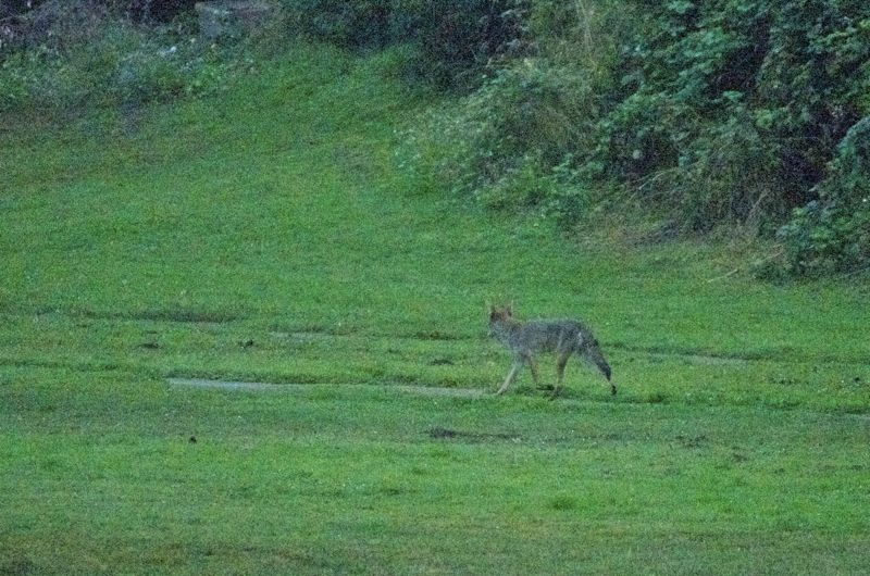 A Coyote trots accross the Golden Gate Park Archery range as Golden Gate JOAD sets up for the day.